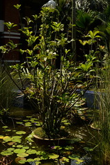 Barringtonia conoidea