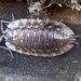 Common Shiny Woodlouse - Photo (c) Stephen M. Kent III, some rights reserved (CC BY-NC), uploaded by Stephen M. Kent III