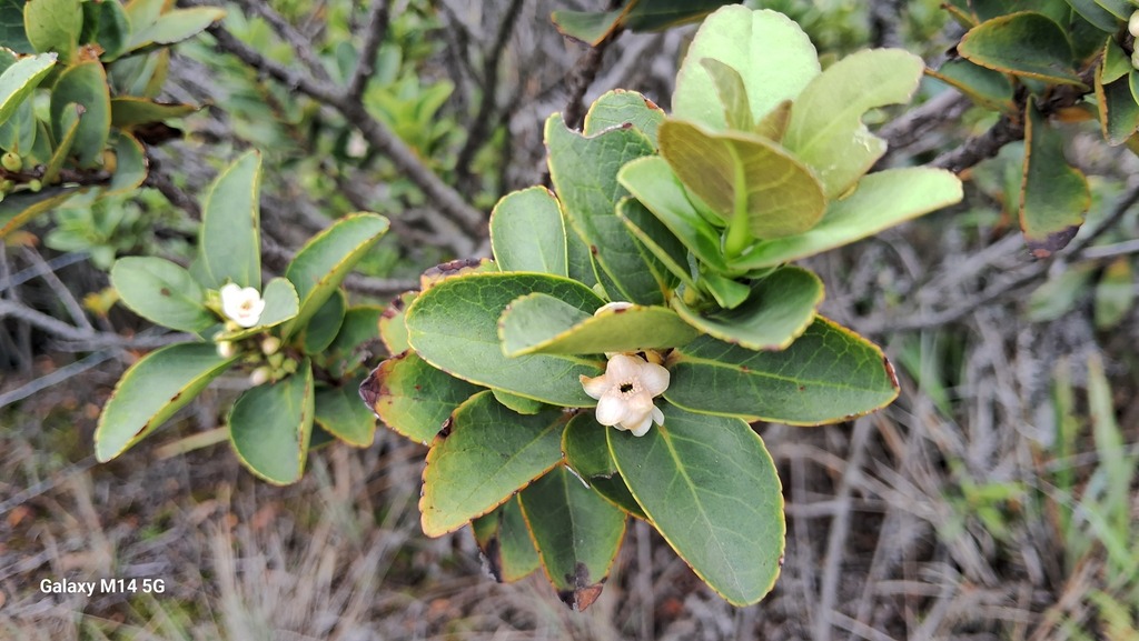 Symplocos theiformis; photograph (c) GERMAN LEONEL SARMIENTO CRUZ, some rights reserved (CC BY)