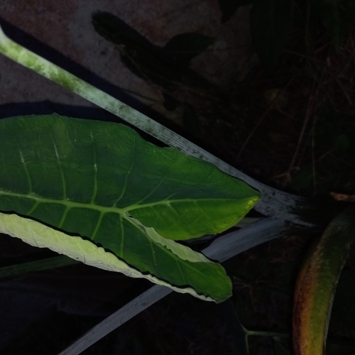 Xanthosoma taioba, photograph 2
