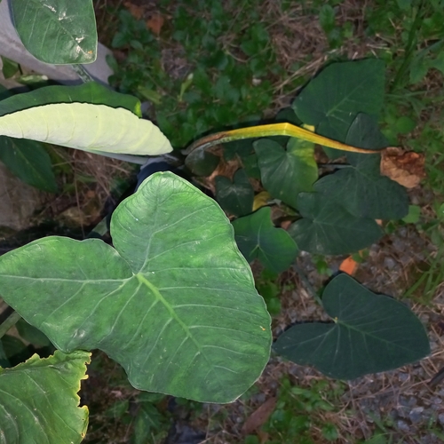 Xanthosoma taioba, photograph 3