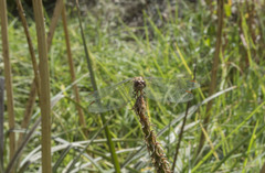 Rhionaeschna peralta