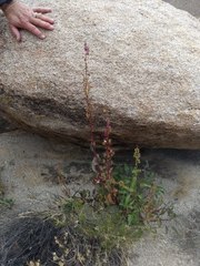 Penstemon clevelandii