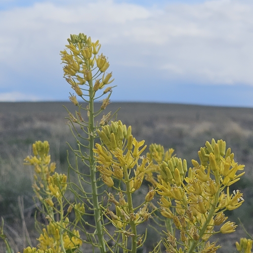 Image of Thelypodiopsis aurea by (c) Indio Brown, some rights reserved (CC BY)
