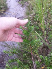 Cliffortia integerrima