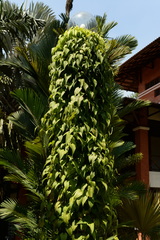 Stemona curtisii