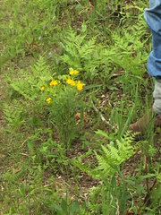 Lithospermum caroliniense