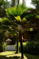 Pritchardia pacifica