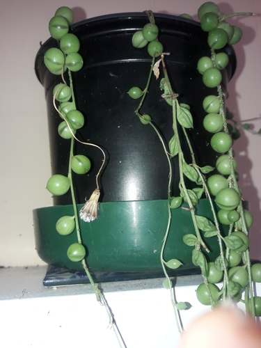 Curio rowleyanus f. variegatus 2