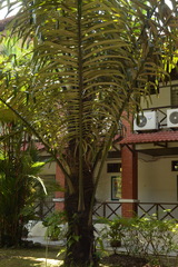 Arenga pinnata