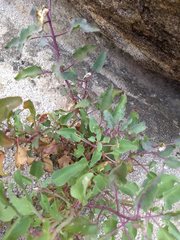 Penstemon clevelandii
