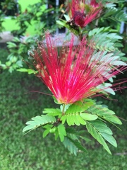 Calliandra californica
