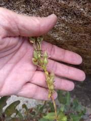 Penstemon clevelandii