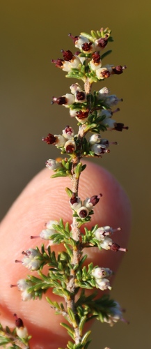 Image of Erica lasciva by (c) Tony Rebelo, some rights reserved (CC BY-SA)