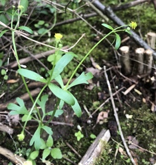 Ranunculus micranthus