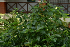 Strobilanthes crispa