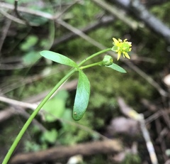 Ranunculus micranthus