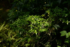 Tabernaemontana divaricata