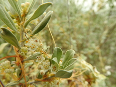 Cuscuta mitriformis
