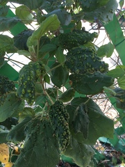 Hampea