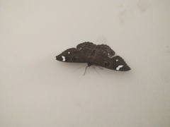 Erebus hieroglyphica