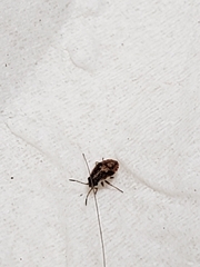 Nysius raphanus