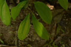 Cinnamomum iners