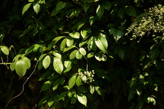 Causonis japonica
