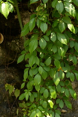 Causonis japonica