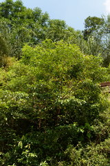 Terminalia bellirica