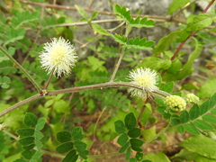 Mimosa malacophylla