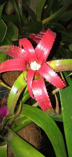 Neoregelia pendula