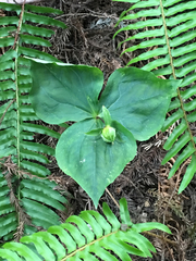 Trillium ovatum ovatum
