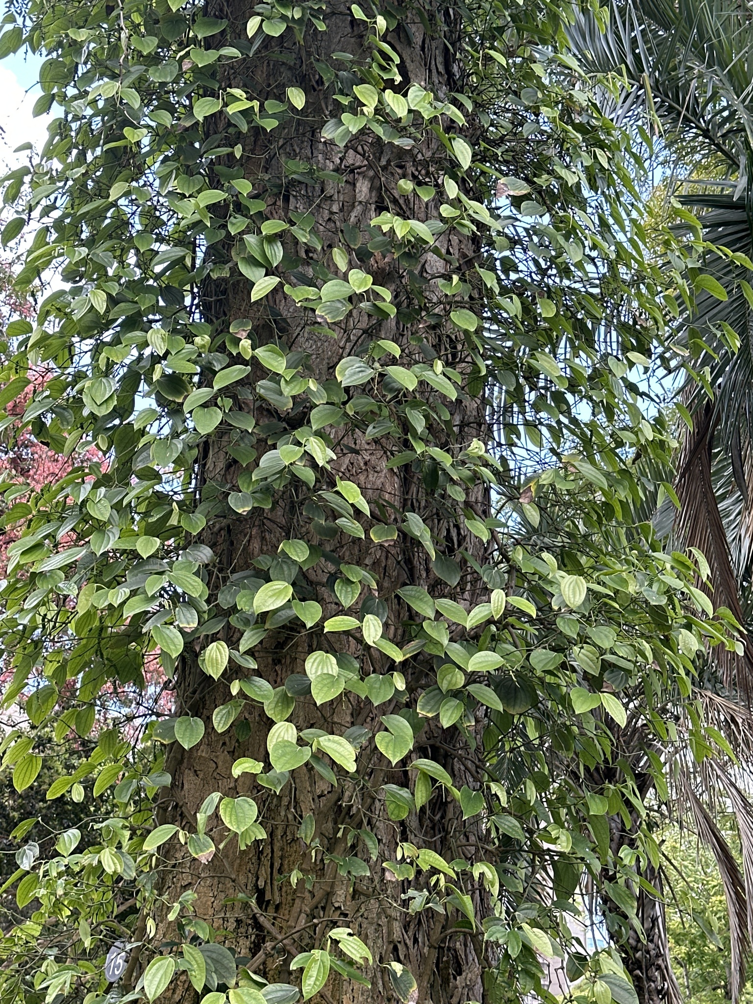 Imagem de Pimenta-do-reino