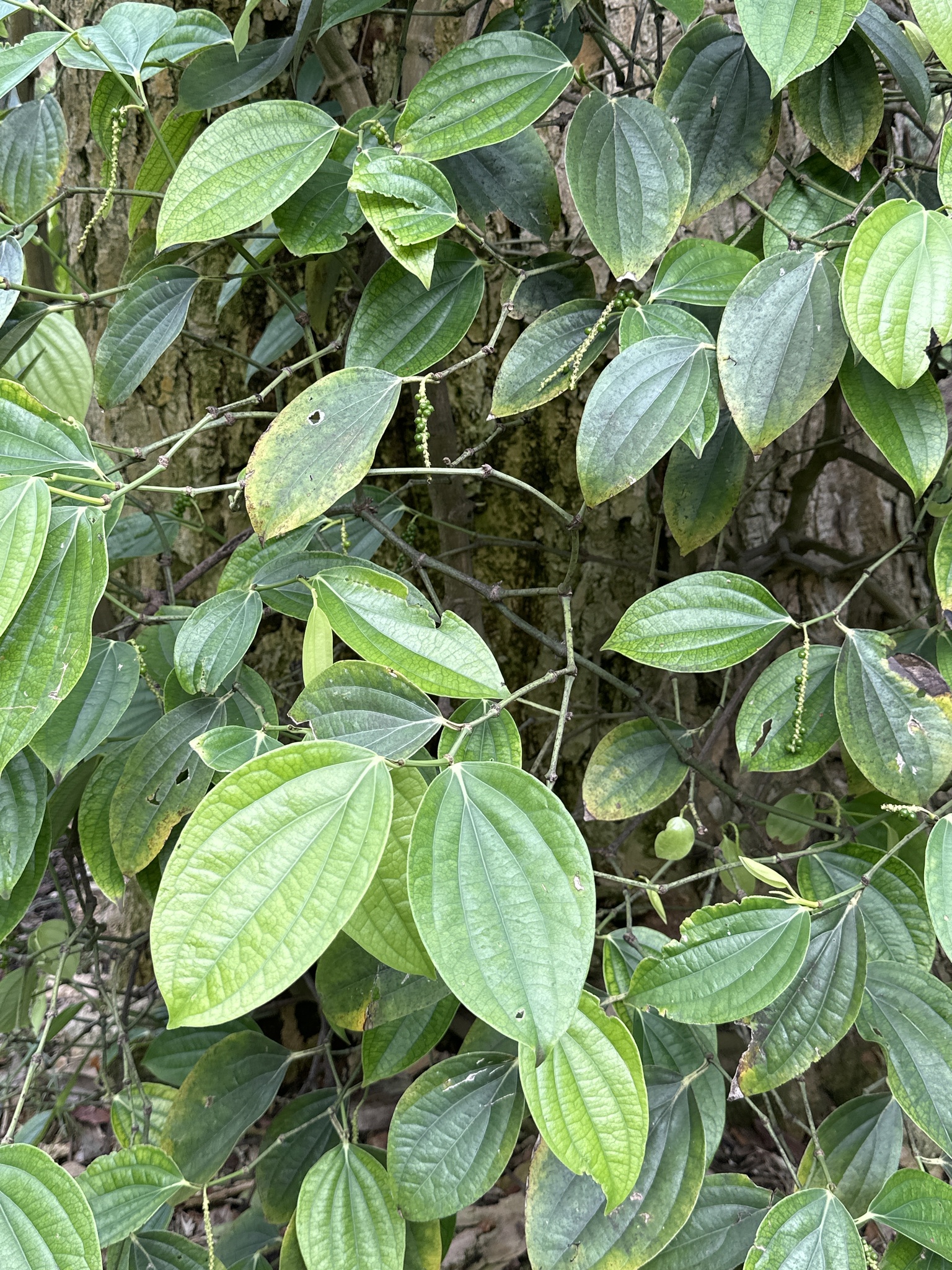 Imagem de Pimenta-do-reino