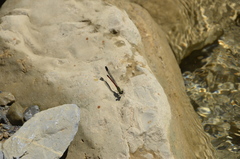 Rhinocypha pagenstecheri timorana