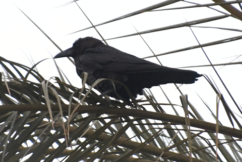Cuervo desertícola (Corvus ruficollis)