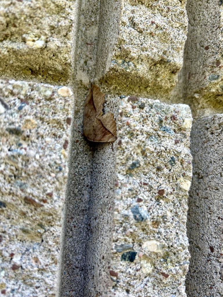 Curved-toothed Geometer Moth from Gateway National Recreation Area, New ...