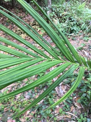 Areca catechu