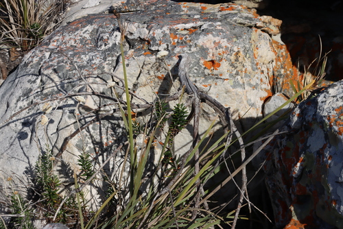 Image of Sword Rushiris (Bobartia gladiata) by (c) Tony Rebelo, some rights reserved (CC BY-SA)