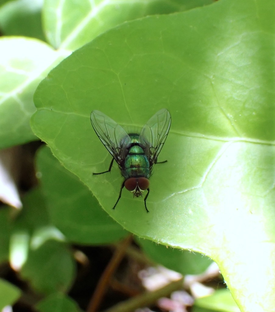 Streakless Greenbottle