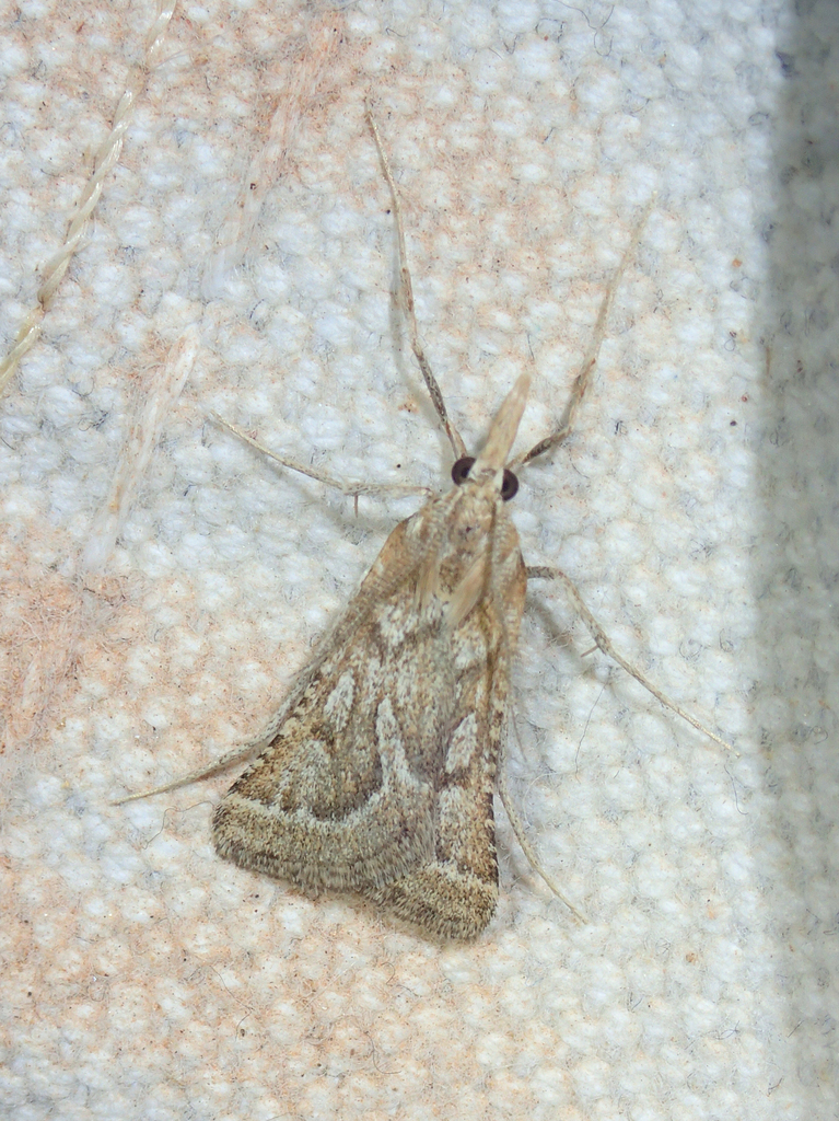 Synaphe predotalis