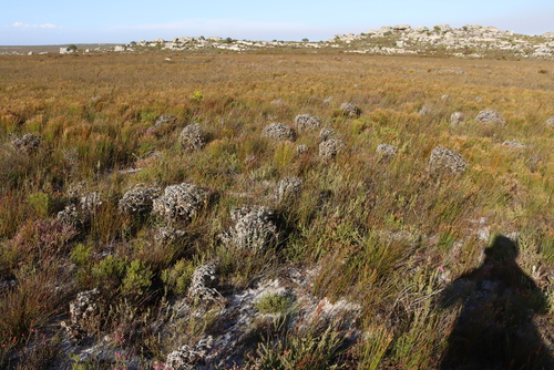 Image of Erica lasciva by (c) Tony Rebelo, some rights reserved (CC BY-SA)