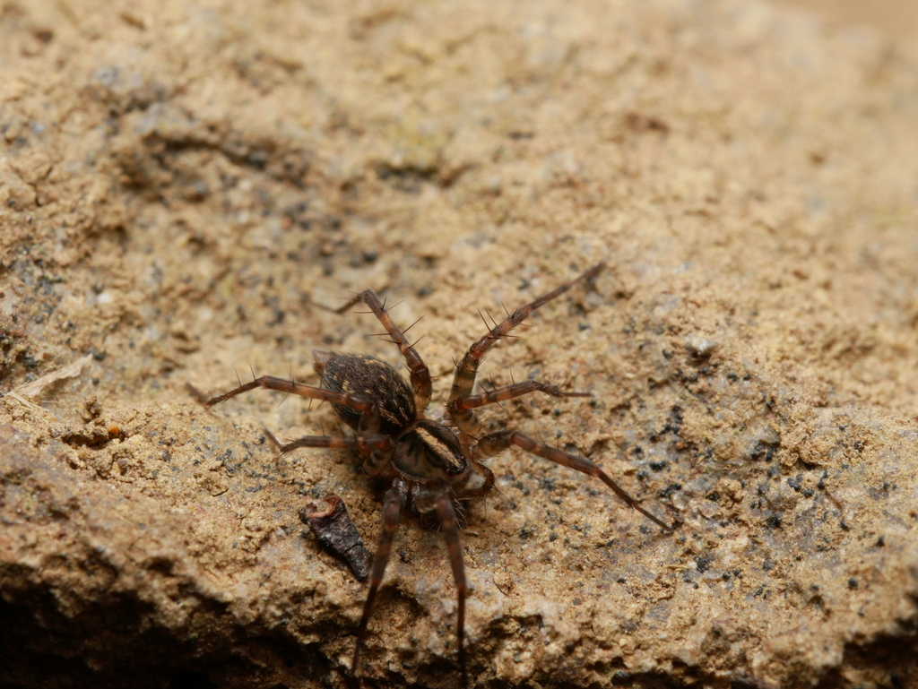 Aorangia mauii