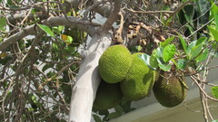 Artocarpus