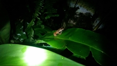 Pristimantis croceoinguinis