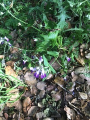 Collinsia multicolor