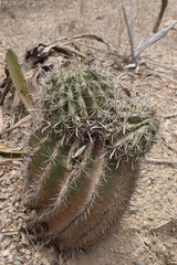 Ferocactus herrerae