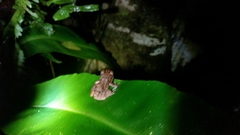 Pristimantis croceoinguinis