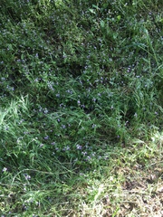 Collinsia multicolor